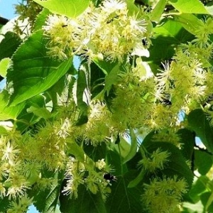 Опилки липовые оптом в Ульяновске от завода-производителя Лигнум Ресурс